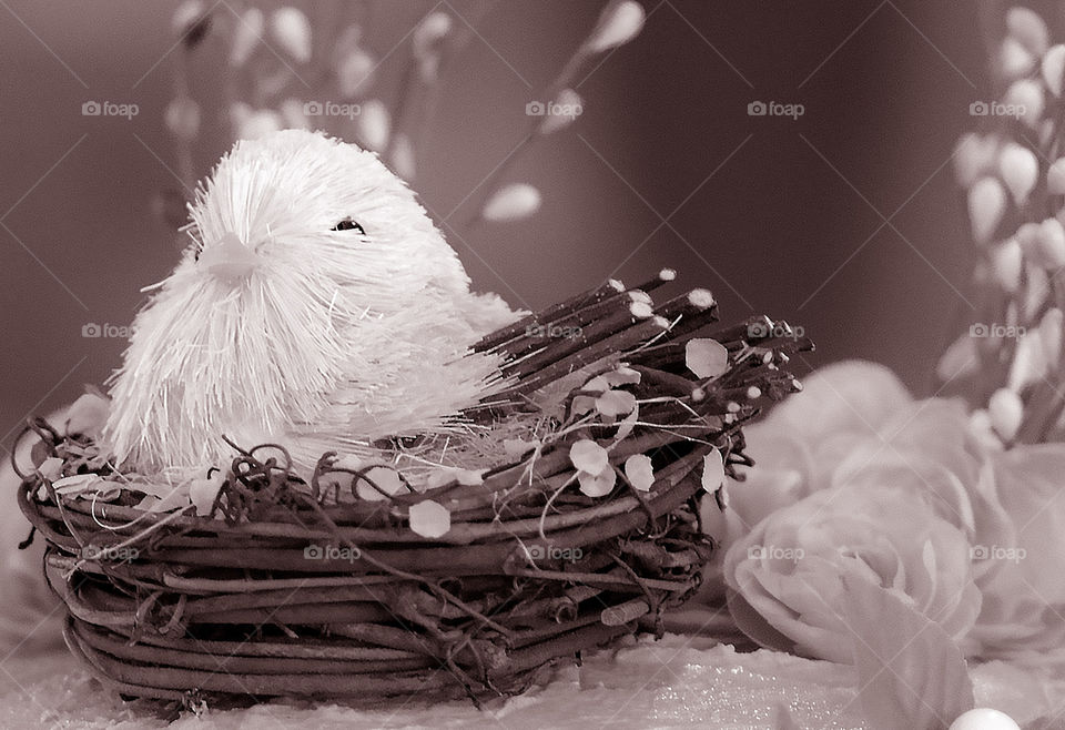 Adorable still life photo of a baby chick in Best, used as a cake Topper for a gender reveal party. Super cute 🐣