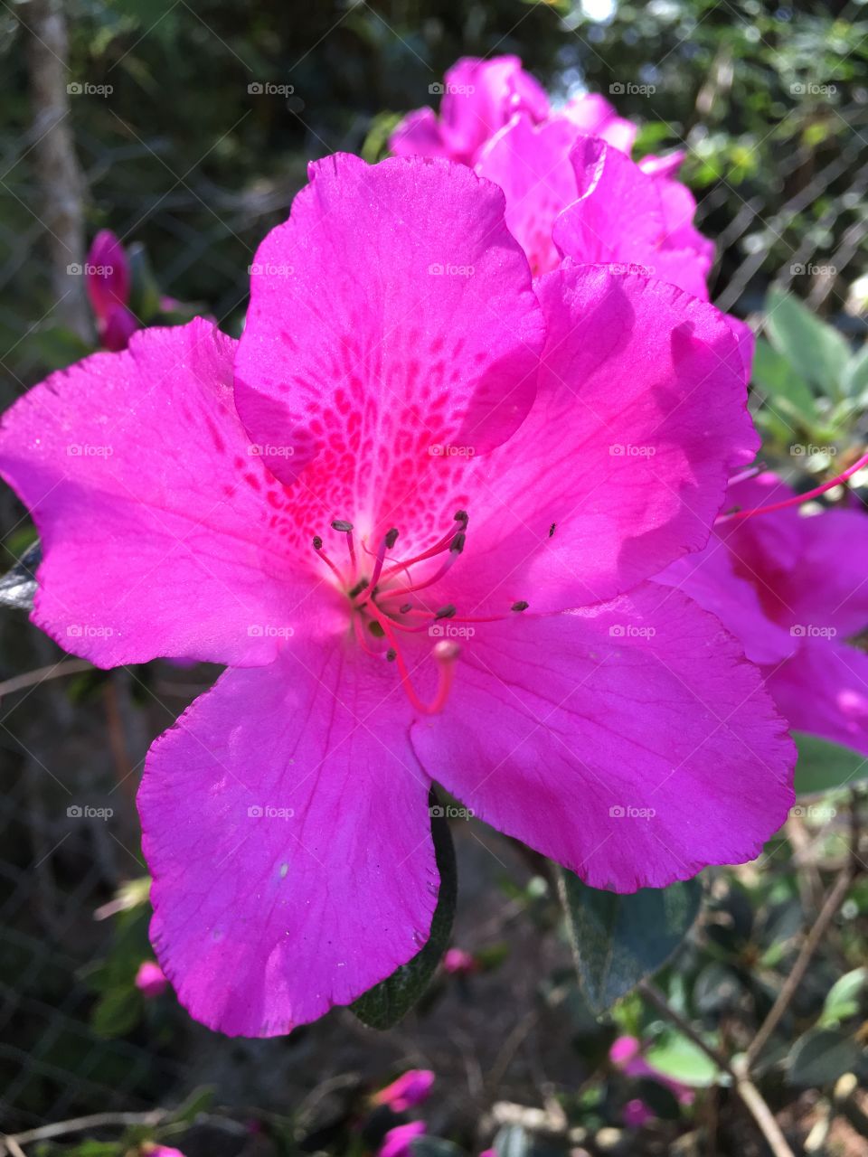 Azaleias muito bonitas! Flores sem filtros, bem produzidas pela natureza e de cores fortes. 