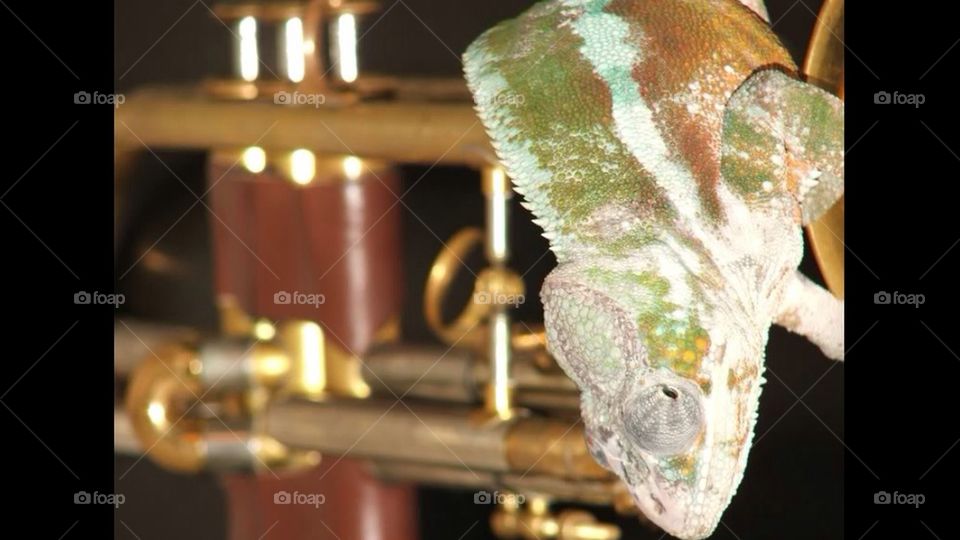 Jazz Chameleon