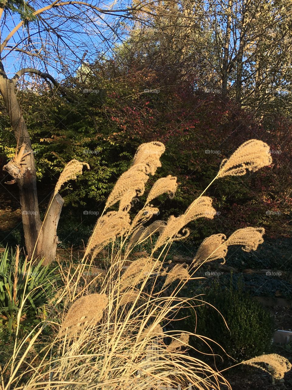 Grass in the sun 