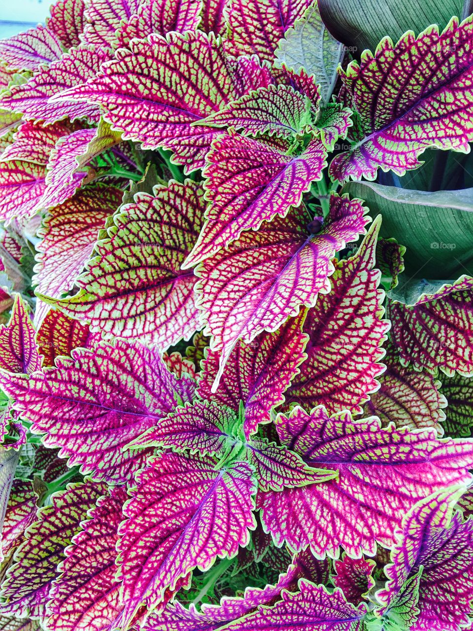 High angle view colorful leaf