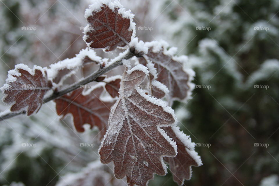 Frosty oak leafs