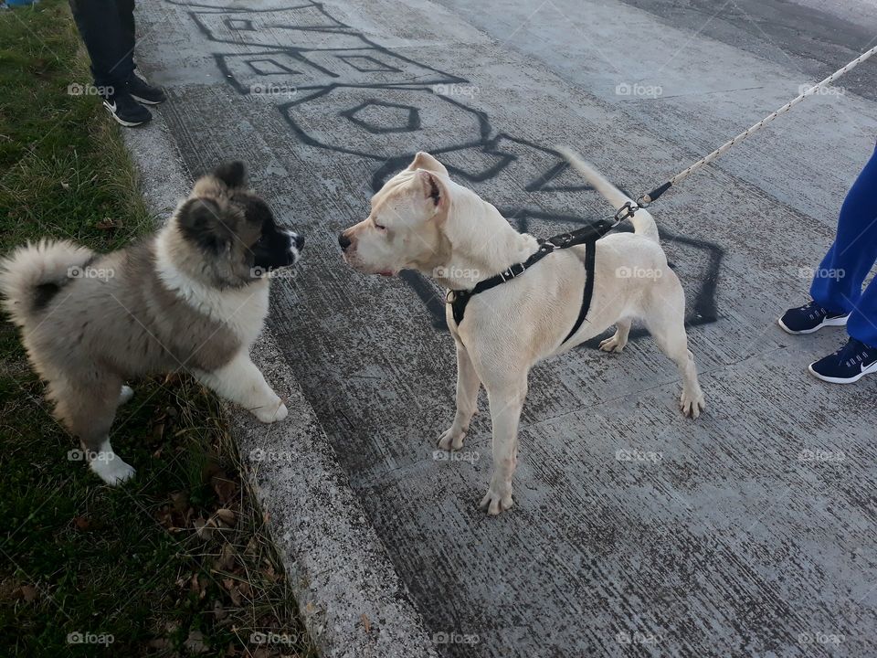 American akita and dogo argentino