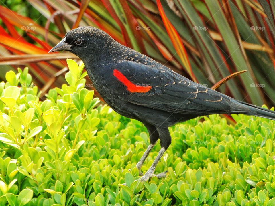 Red Wing Blackbird. Colorful Display Of A Male Red Wing Blackbird In California

