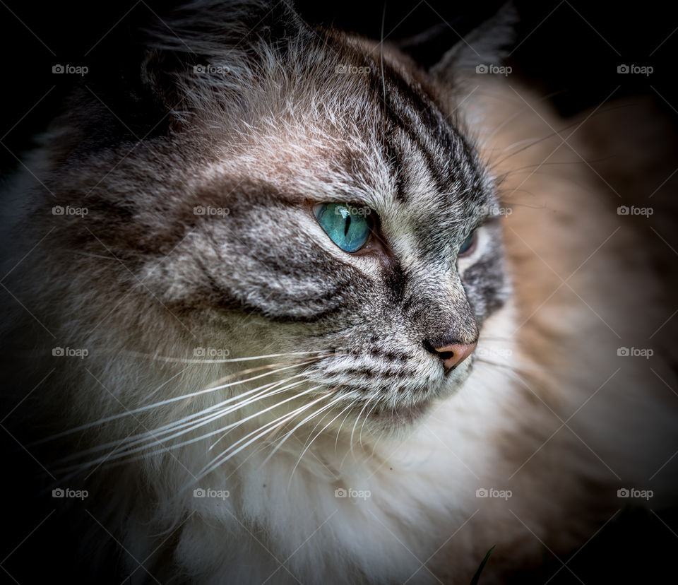 Pedigree Ragdoll (Seal Lynx Tabby) Cat Portrait.