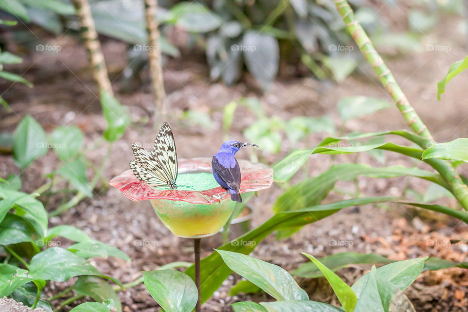 Butterfly and Hummingbird sharing nectar