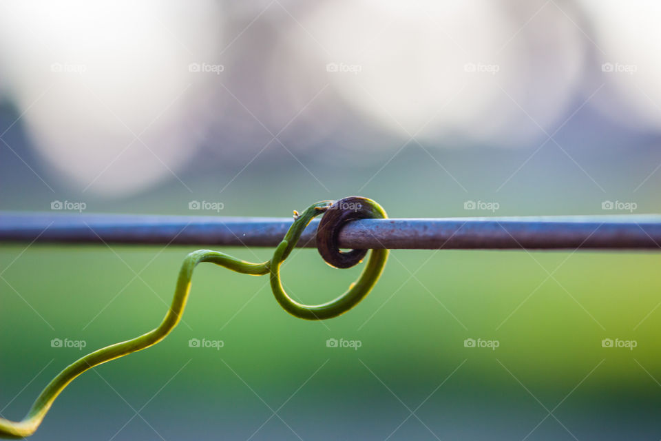 vine holding onto wire fence