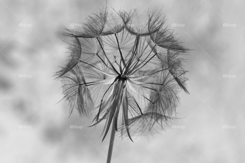 Dandelion seed head negative image