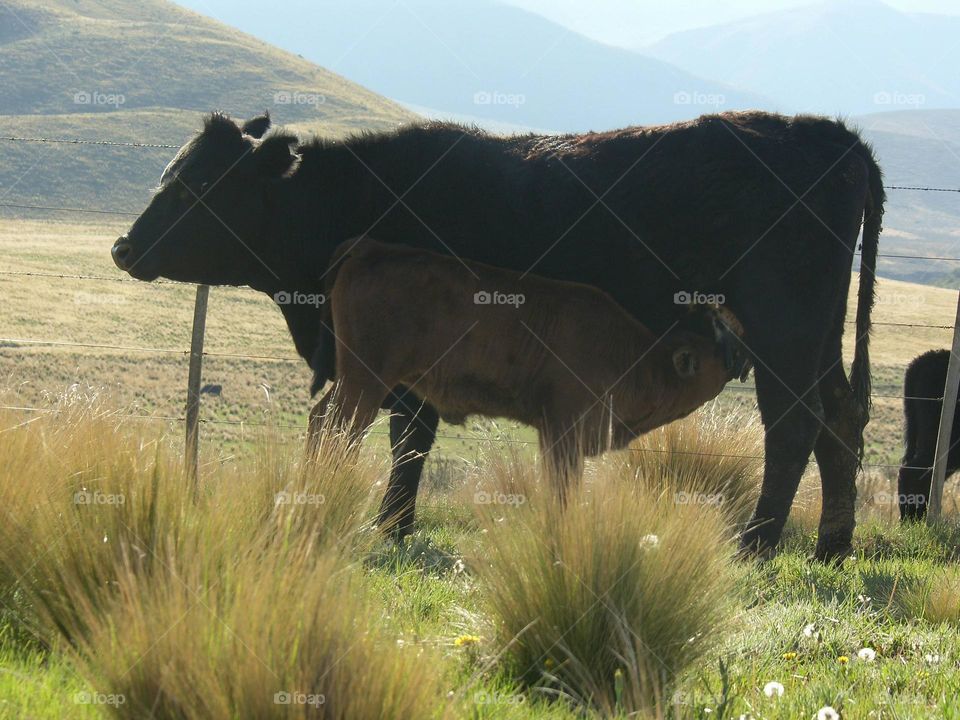 animales en el campo