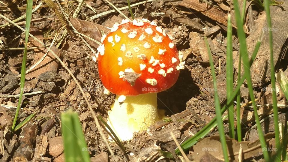 Nature, Mushroom, Food, No Person, Fungus