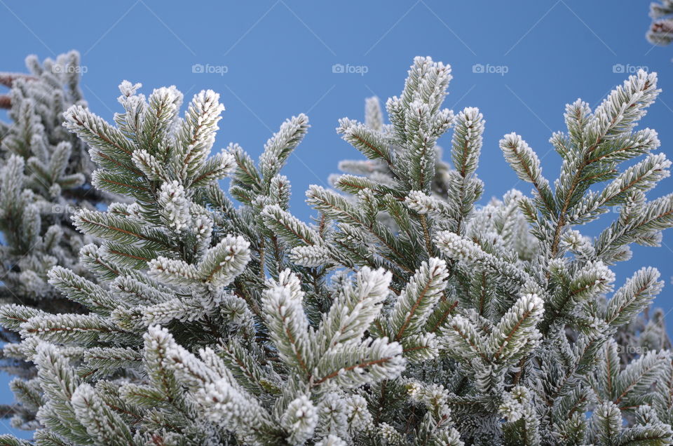 snowflakes on christmas tree