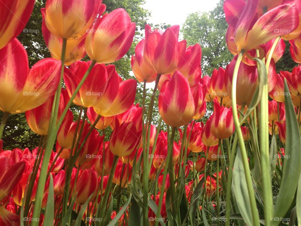 The tulip/ flower gardens in Keukenhof , the Netherlands (holland) 