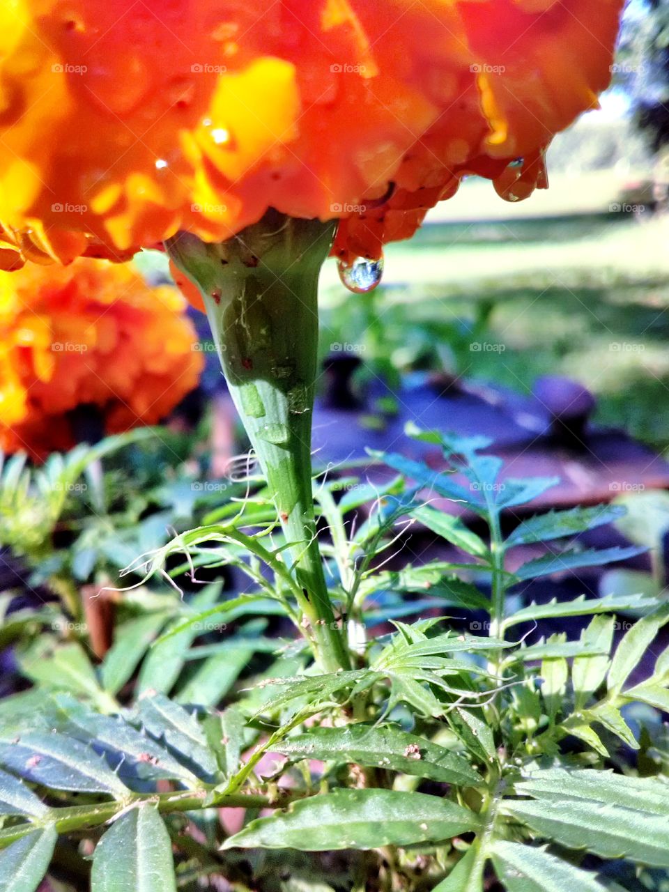 Rain on my marigolds