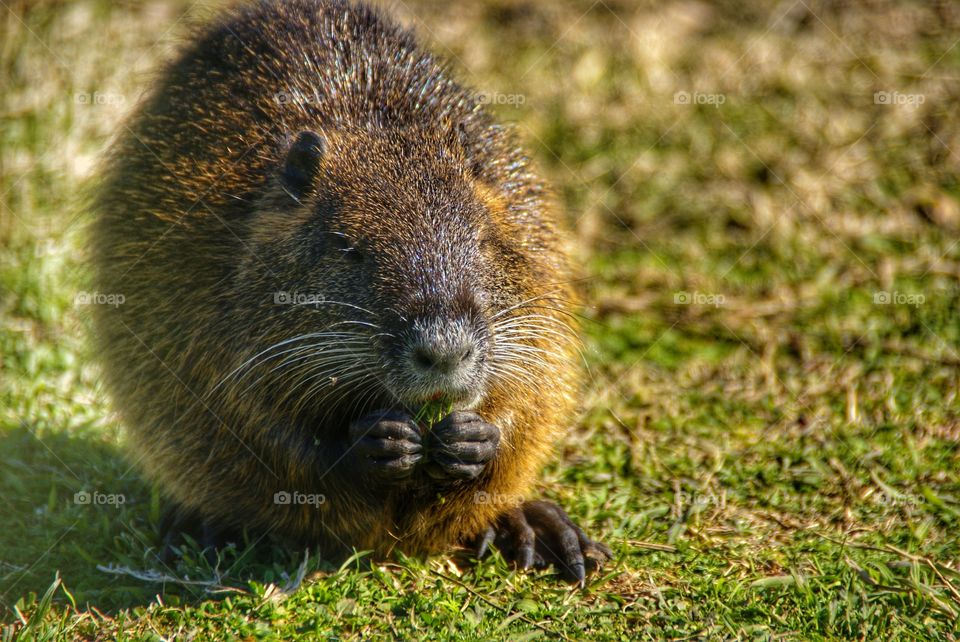 Nutria on field