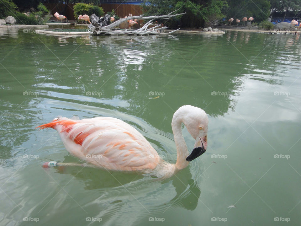 pink pond animal swim by fotocapsule