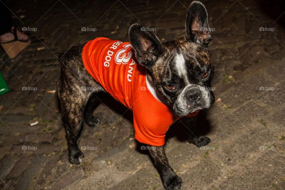 Mascotte of the Netherlands 