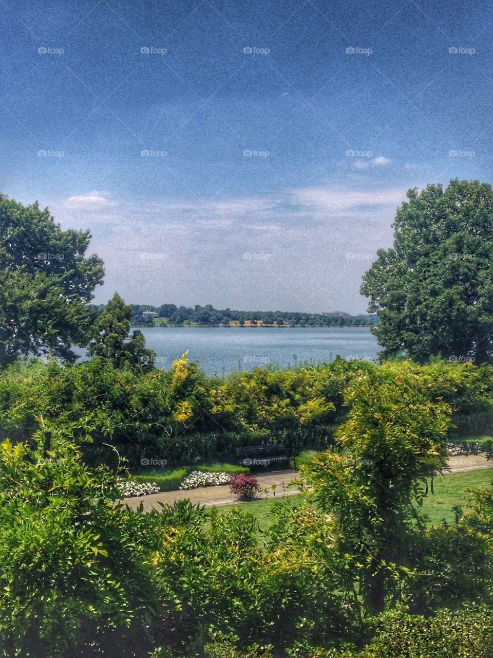 Summer view. View of a lake through the trees