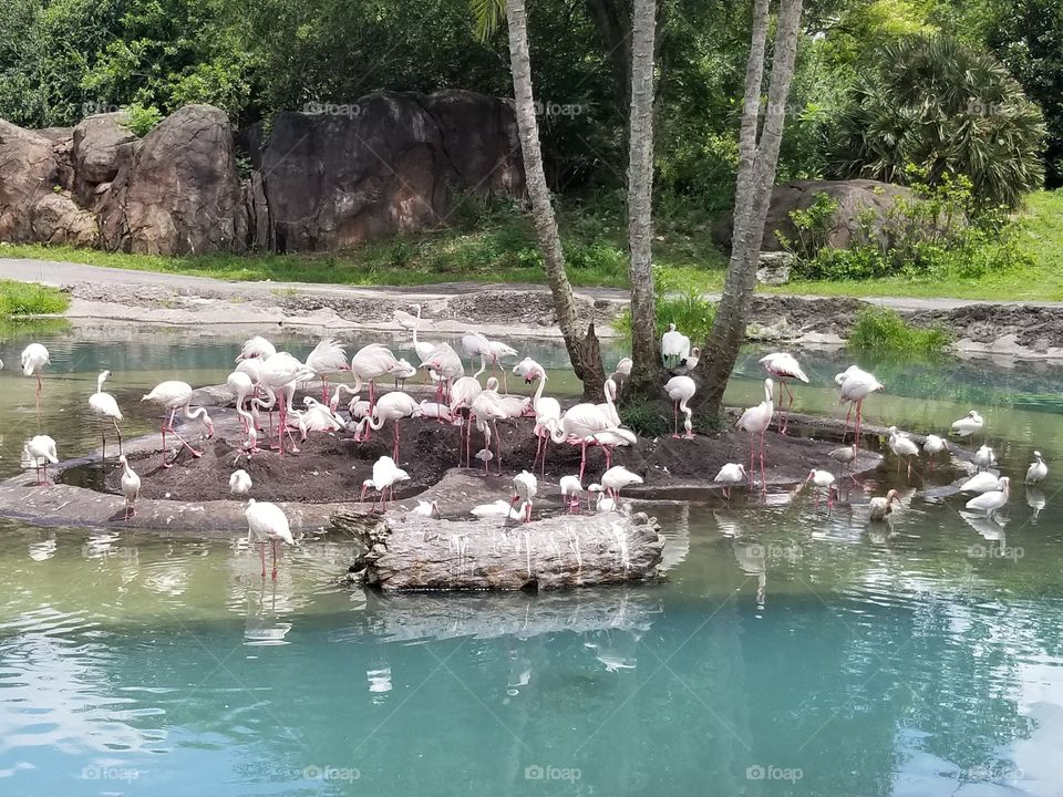 A flamboyance of flamingos relax by the water at Animal Kingdom at the Walt Disney World Resort in Orlando, Florida.