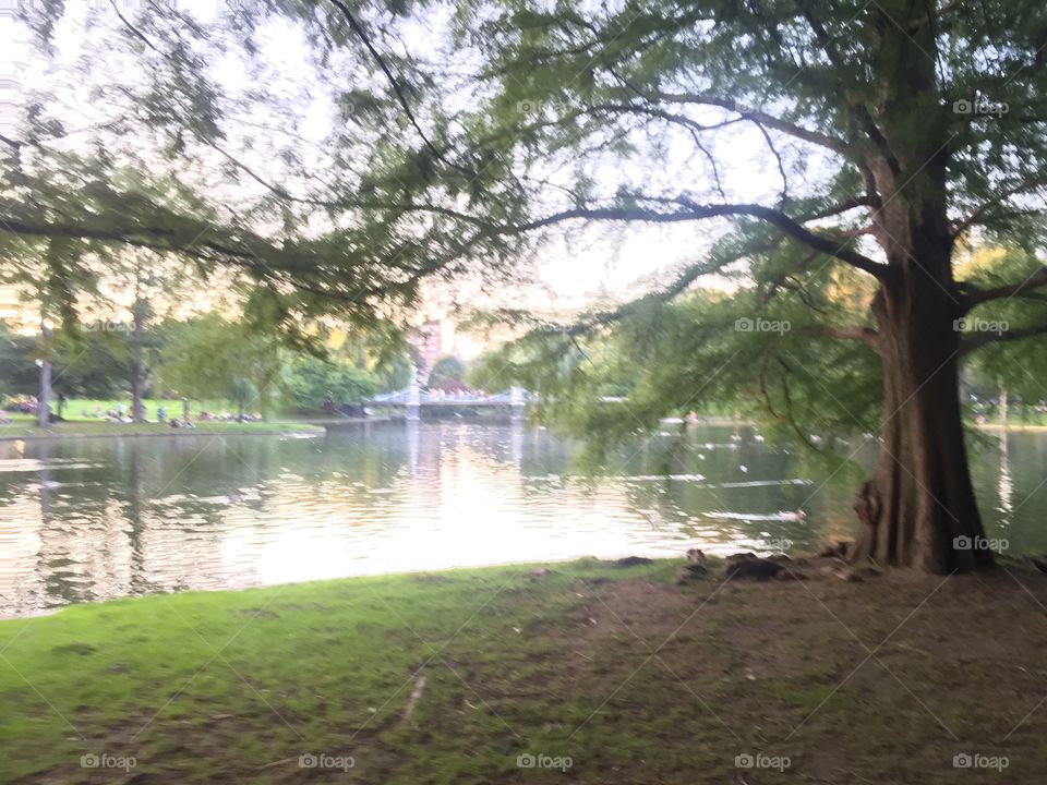 Boston commons 