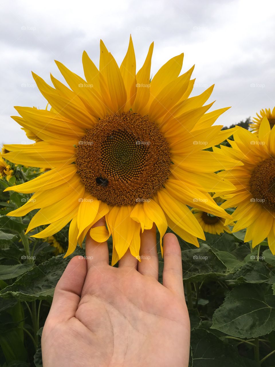 Sunflower