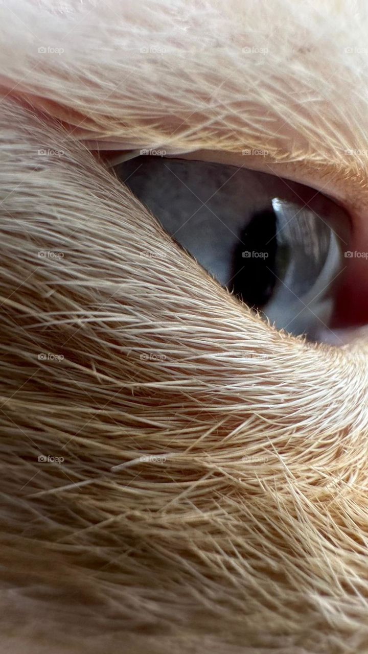 Cat eye in high definition 