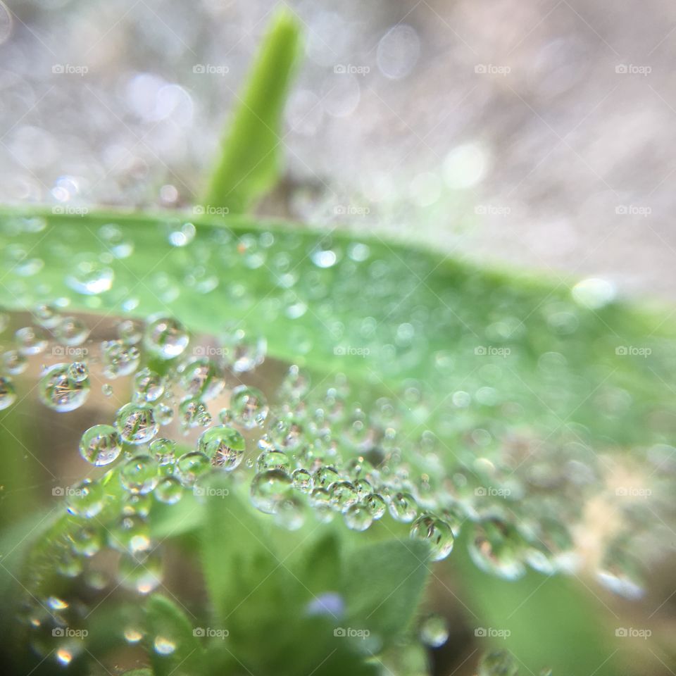 Round drops of dew