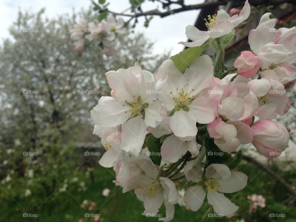 Apple tree in blossom 