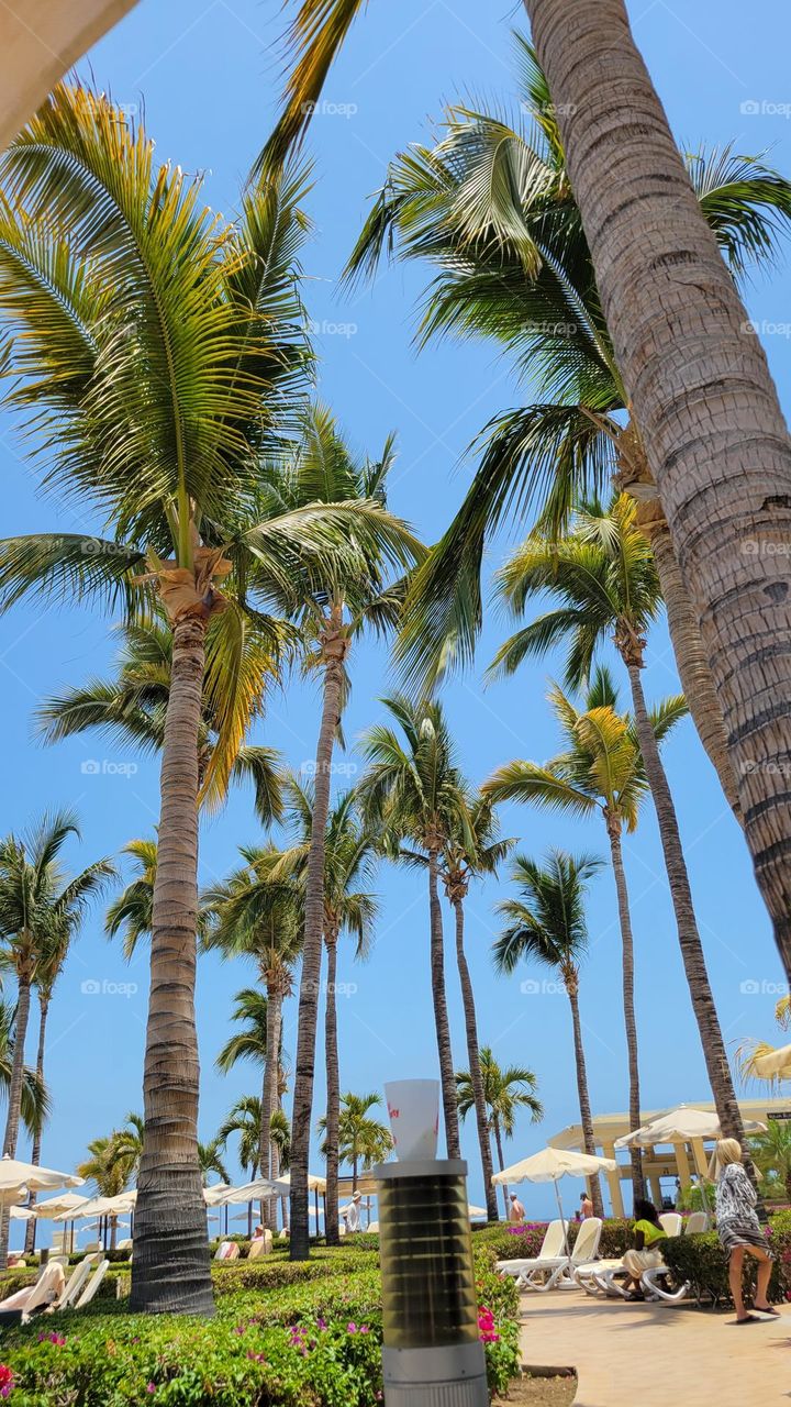 palms in Mexico