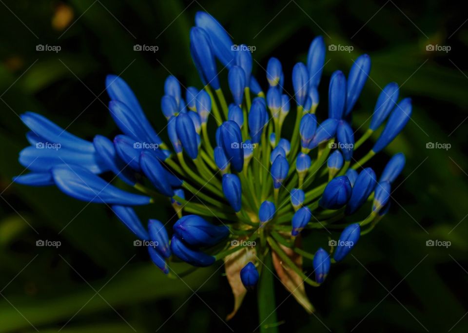 Australian bush flower summer blue