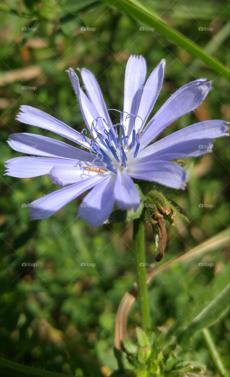 Purple flower close up