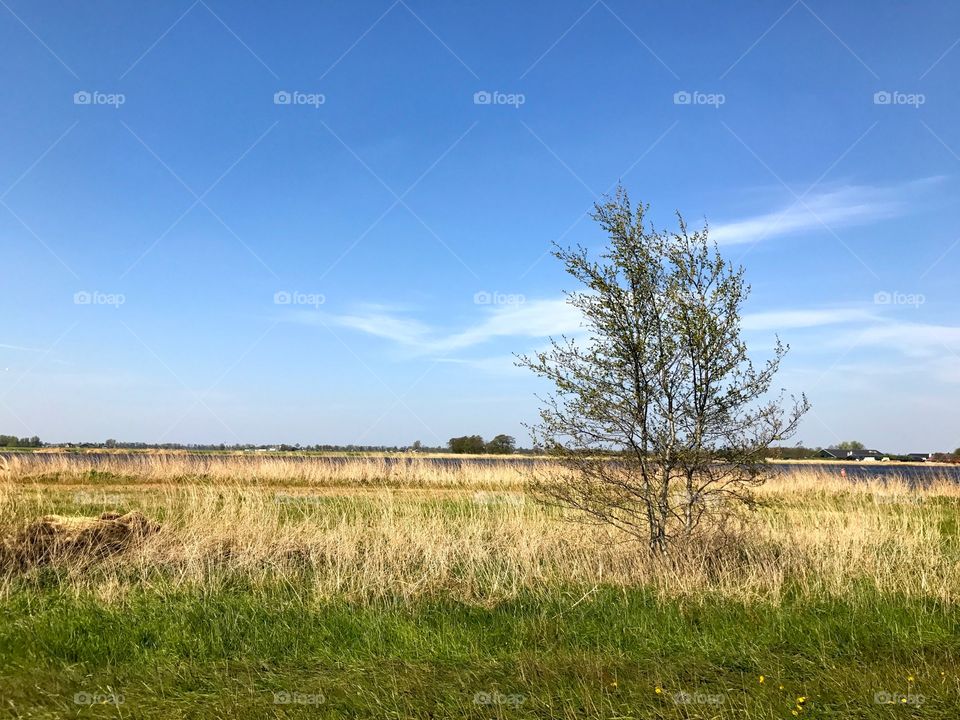 Landscape early spring