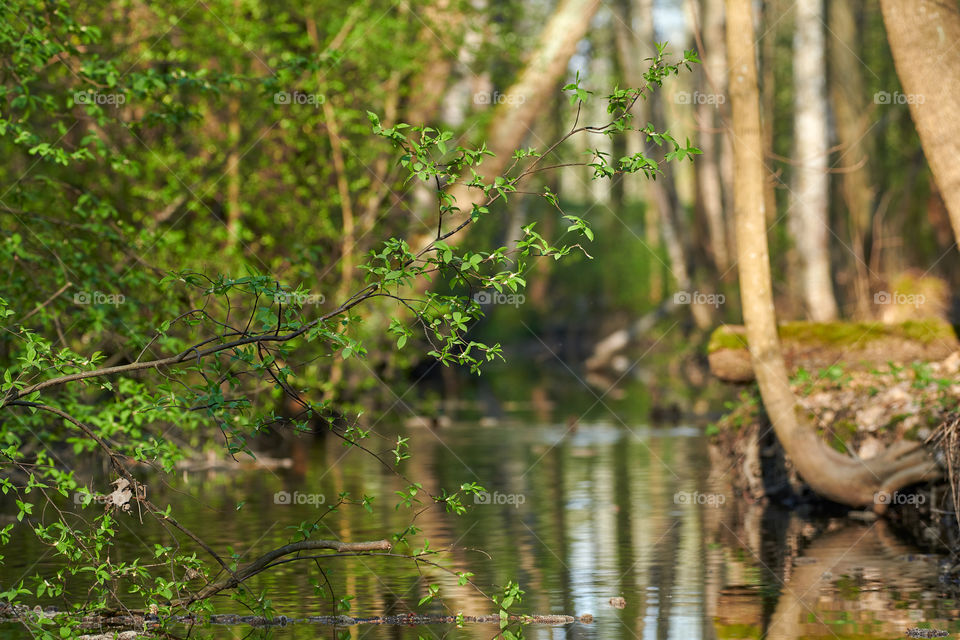 Fresh green leaves of a willow tree above small river on spring evening in Helsinki, Finland.