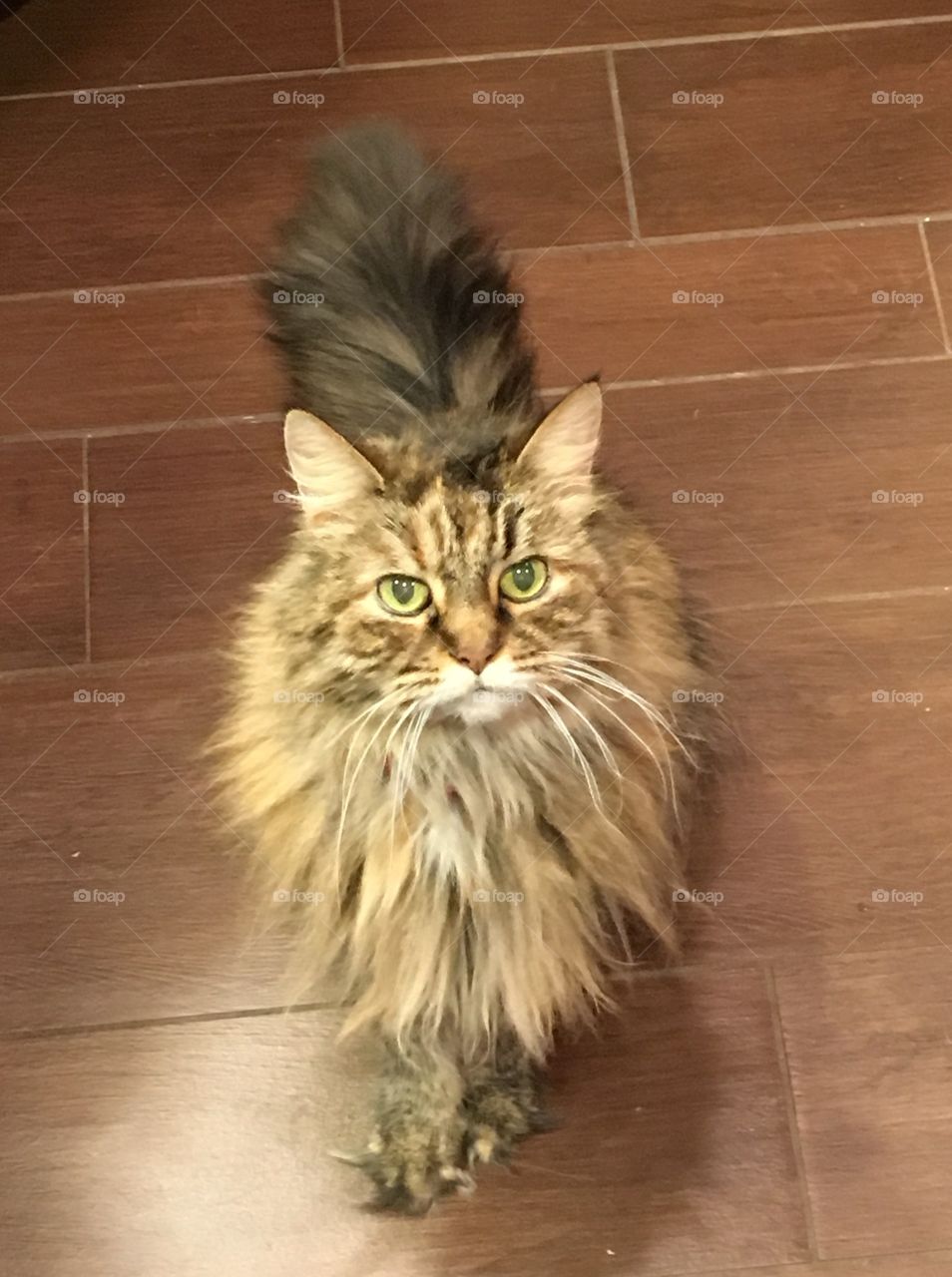 Bright eyed Maine Coon. 