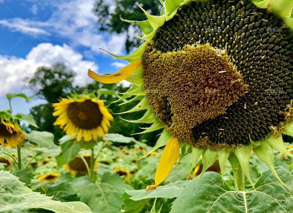 Closeup of sunflower field going to seed