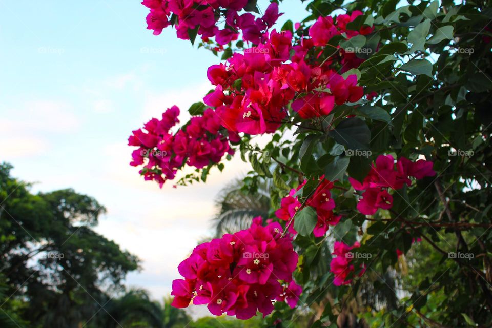 Close up of a branch with pink Bougainvillea flowers in the natural environment.  Tropical flowers