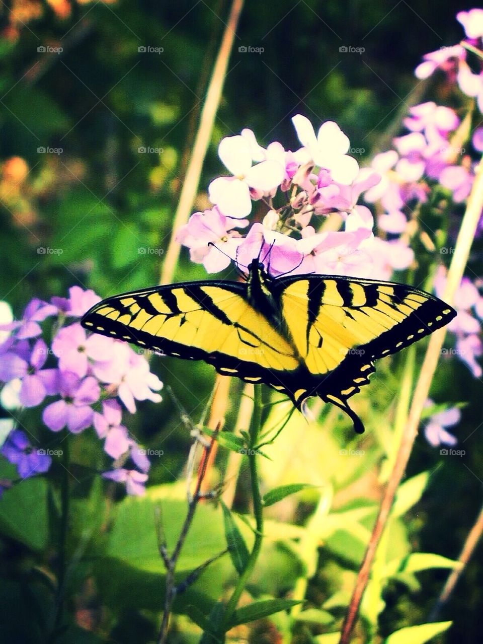 Yellow Tiger Swallowtail Butterfly