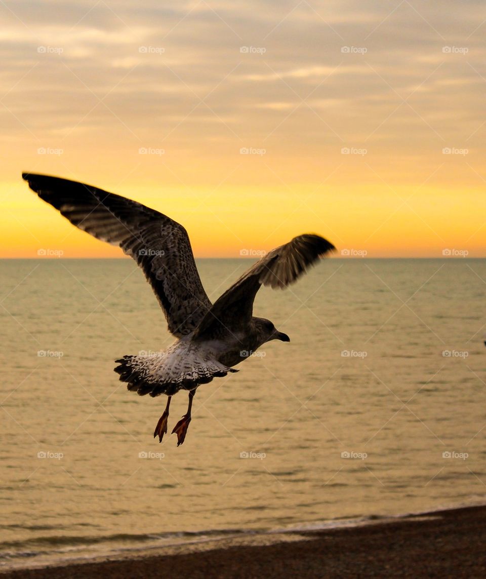 Seagull flying over sea during sunset