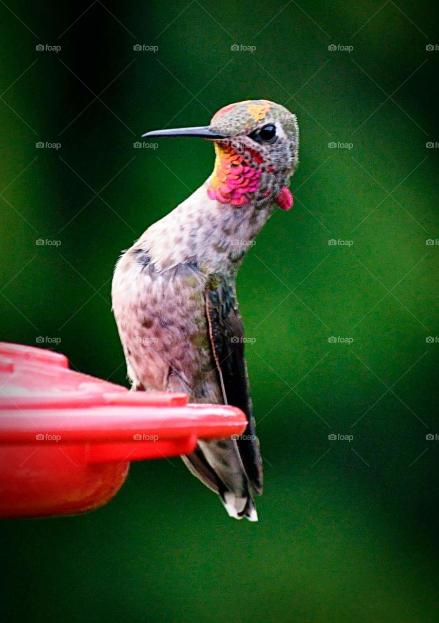 Hummingbird on a feeder.