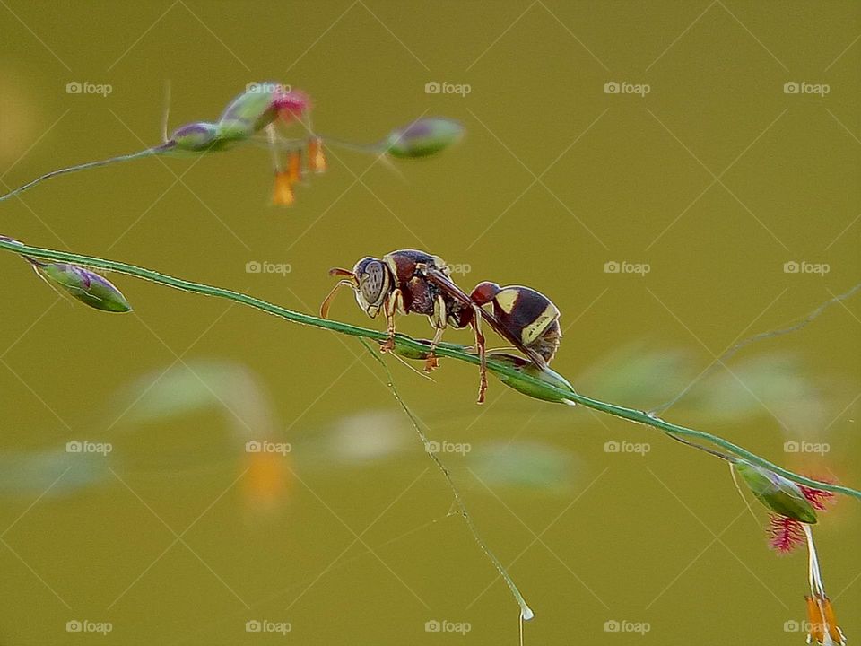 Ropalidia is a large genus of eusocial paper wasps in the tribe Ropalidiini . wasp, insect, wildlife nature, close up, depth of field