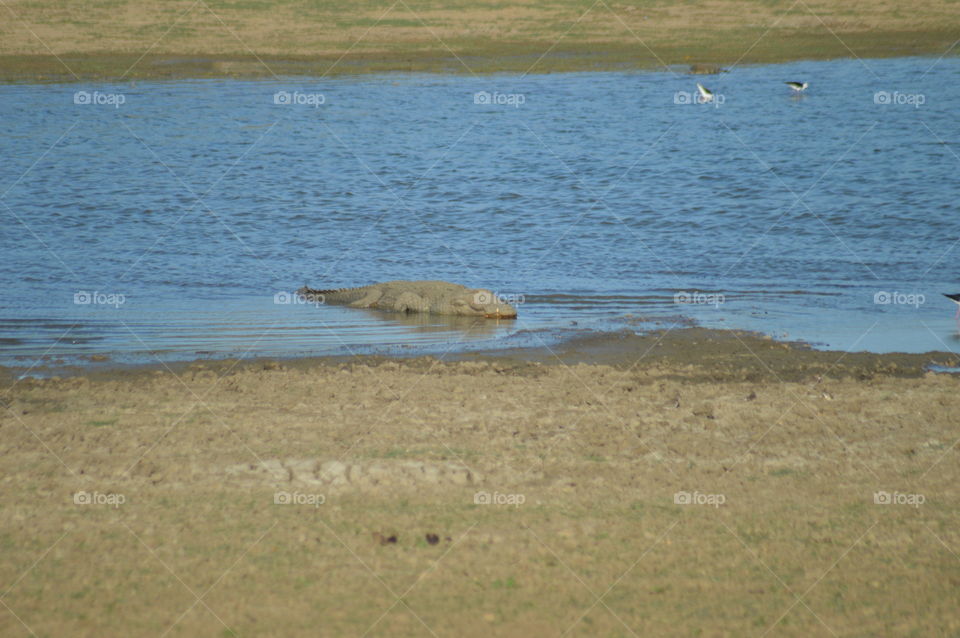 Yala national park 