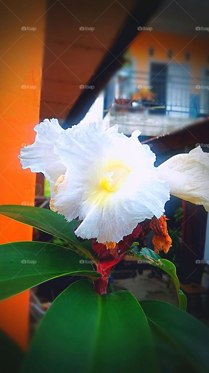 Beauty white of Flower with a bit yellow creamy...