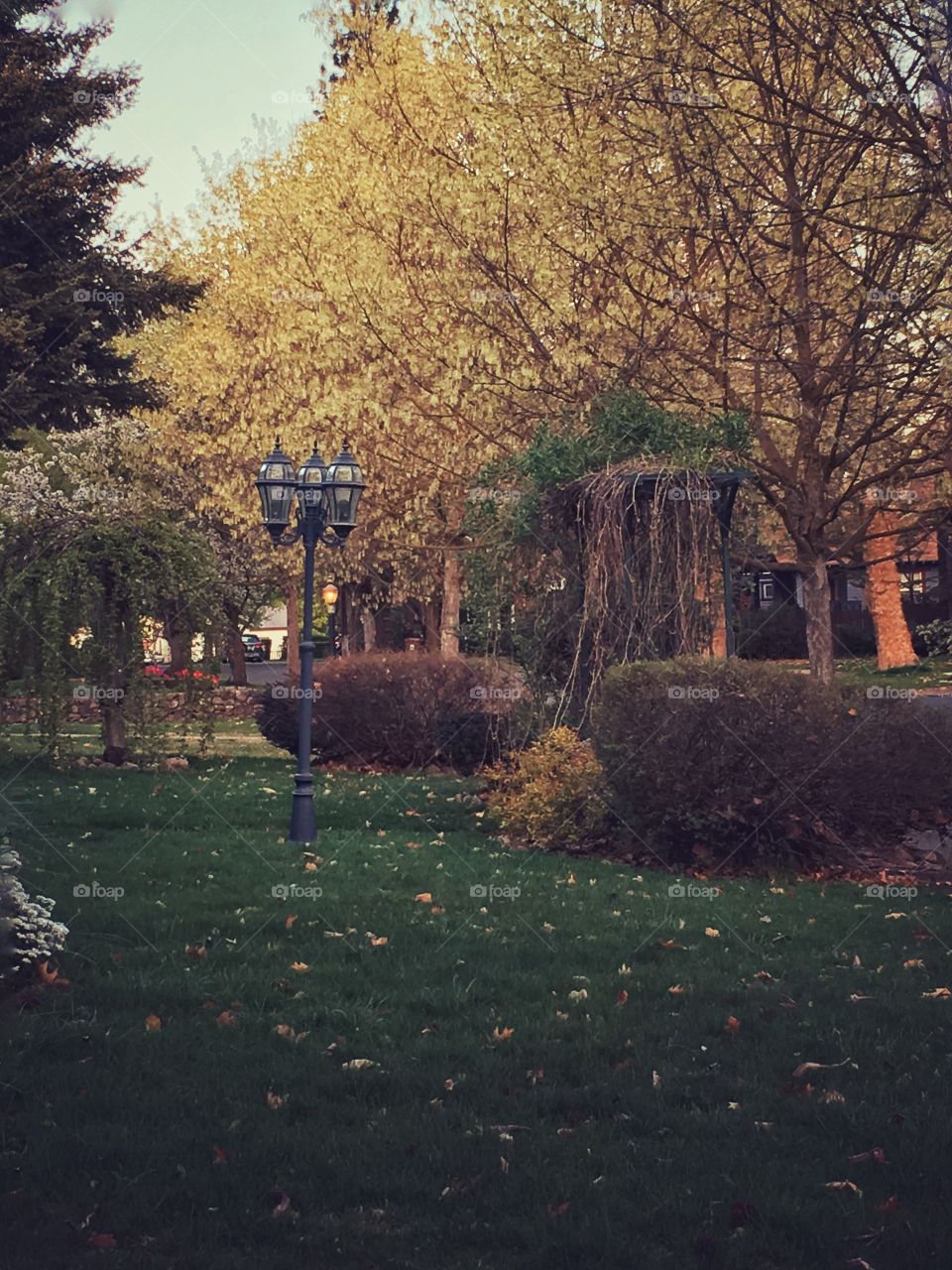 The light in the foliage