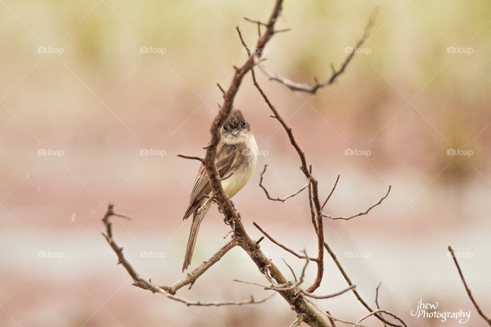 Eastern Phoebe 