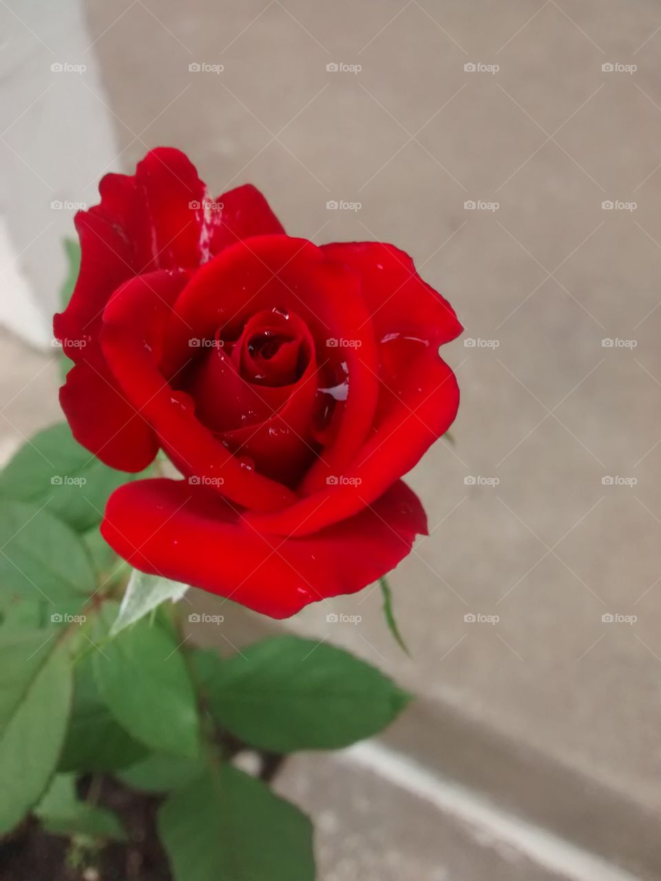 Red Rose Bud