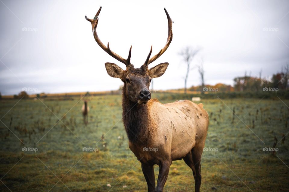 Beautiful brown colour deer