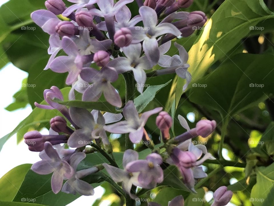 Lilacs