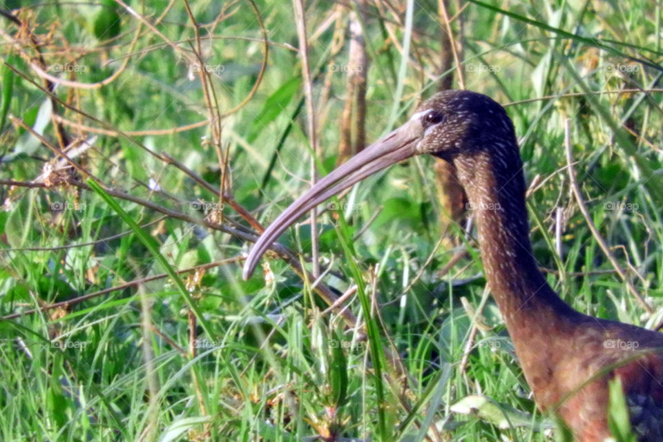 Amazing Bird #Vadodara #Incredible India