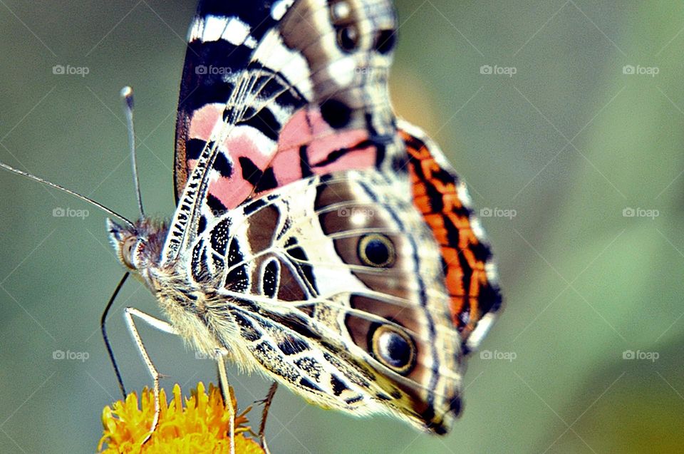 Borboleta