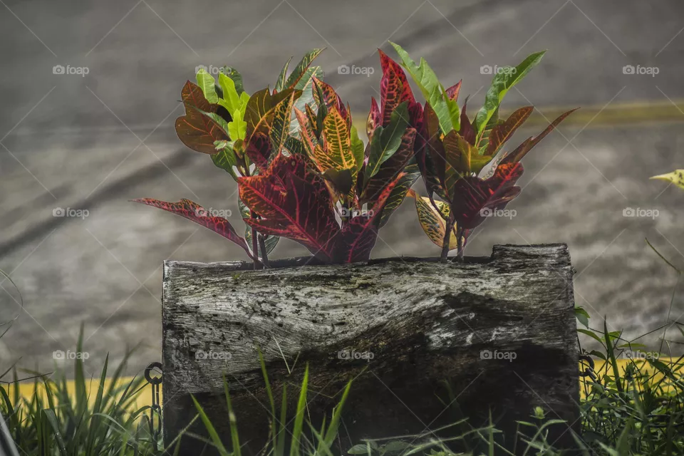 Codiaeum Variegatum