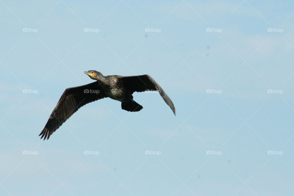 cormorant flying by.